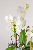 Westpark White Orchids