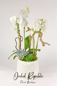 Westpark White Orchids