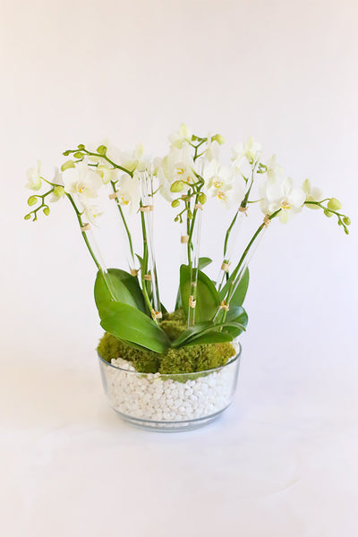 Peace Orchids - Delivery