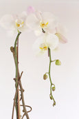 White Fairy Orchid