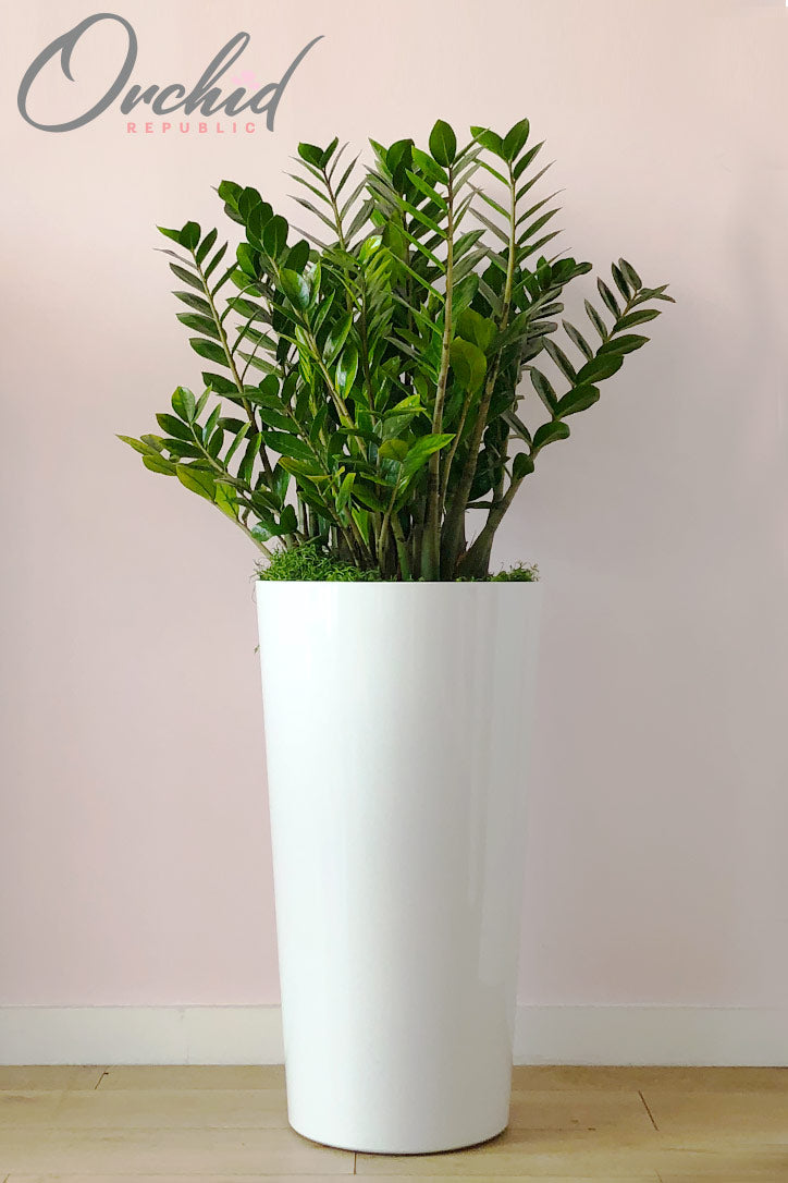 buy large zz plant ZZ Plant – Orchid Republic Floral Boutique