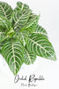 Aphelandra Squarrosa (Zebra Plant)