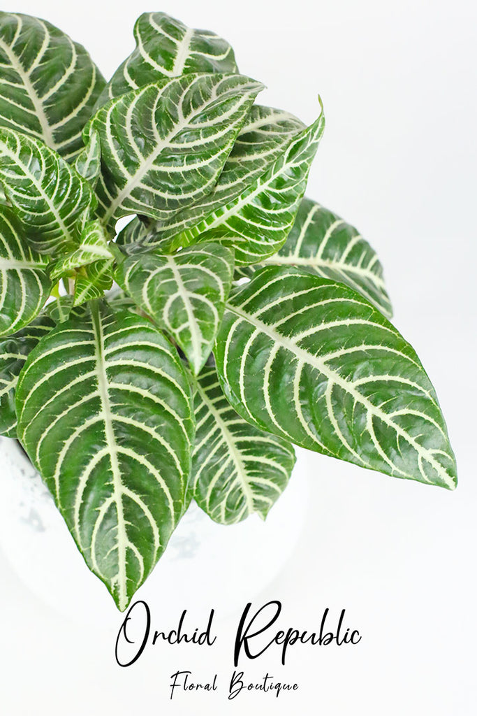 Aphelandra Squarrosa (Zebra Plant)