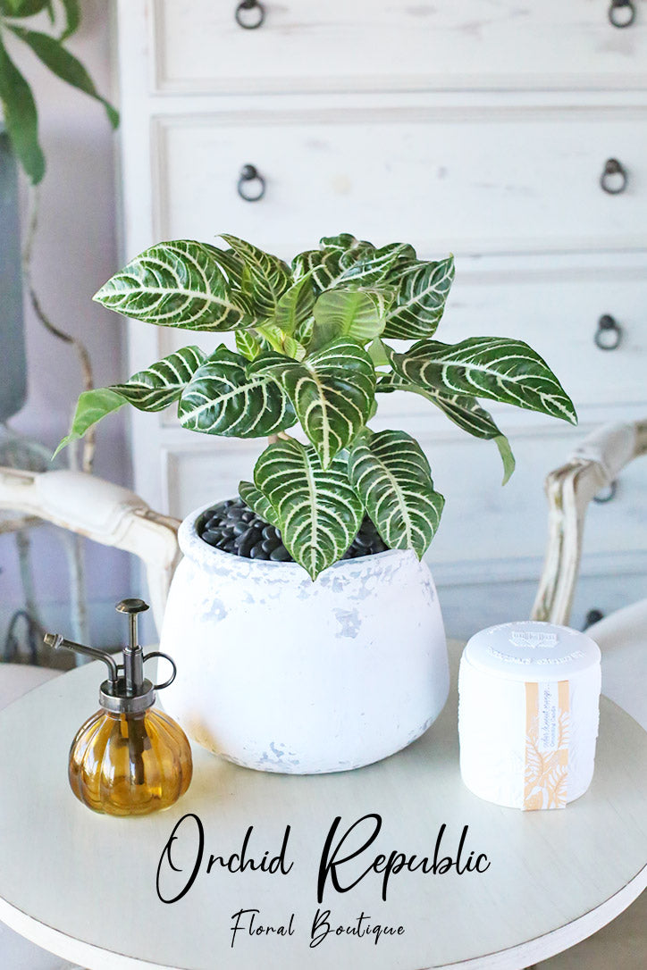 zebra plant indoor or outdoor Aphelandra Squarrosa (Zebra Plant) – Orchid Republic Floral Boutique