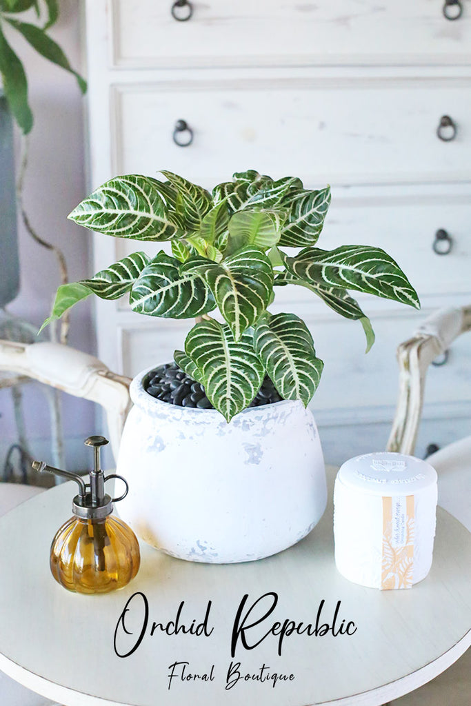 zebra leaf indoor plant Aphelandra Squarrosa (Zebra Plant) – Orchid Republic Floral Boutique