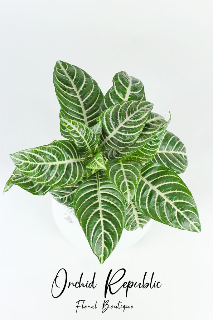 Aphelandra Squarrosa (Zebra Plant)