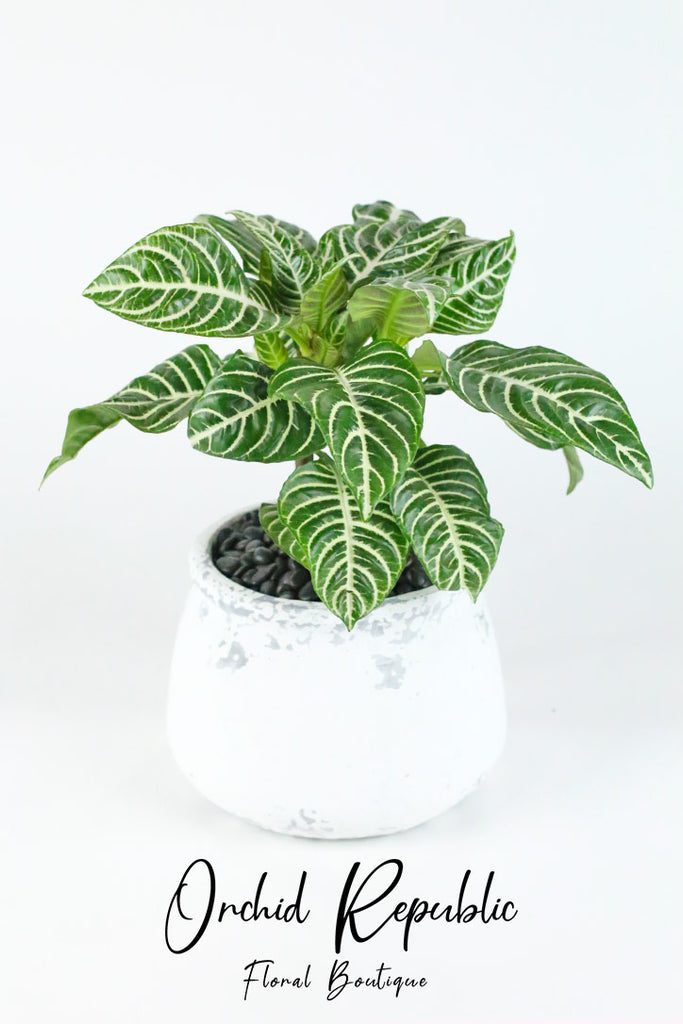 Aphelandra Squarrosa (Zebra Plant)