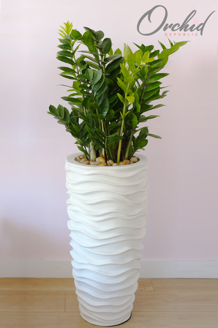 big zz plants ZZ Plant II – Orchid Republic Floral Boutique