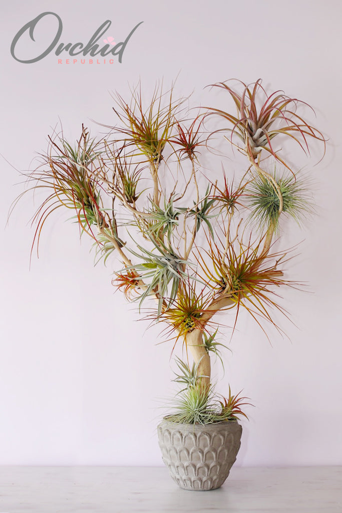 orchids are air plants Air Plant City
