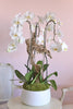 Alba White Orchids