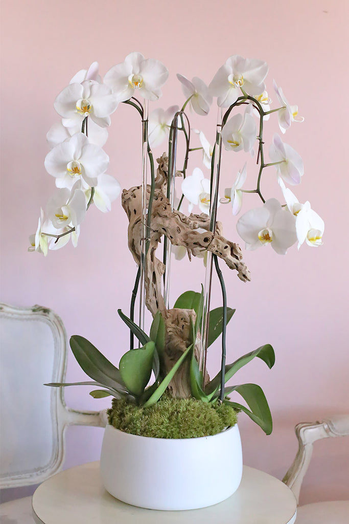 Alba White Orchids