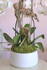 Alba White Orchids