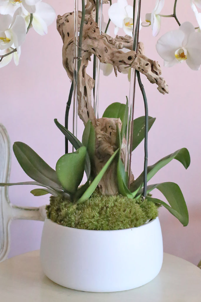Alba White Orchids