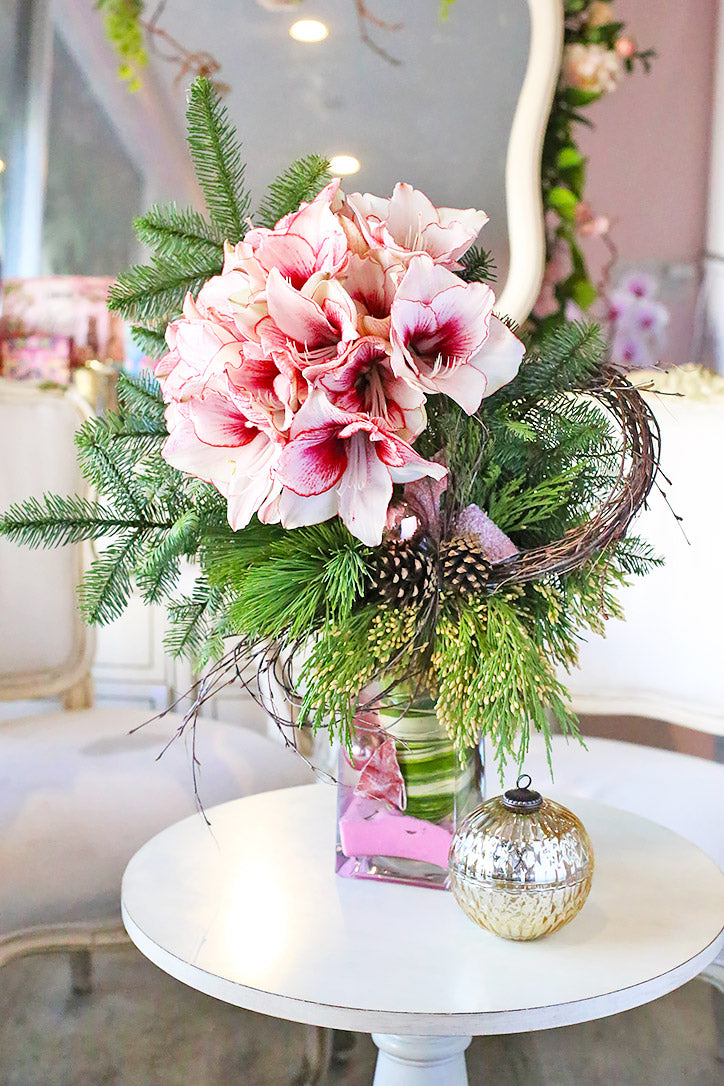 Amaryllis Adoration