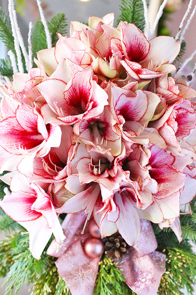 Amaryllis Queen