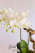 The Apollo Orchids