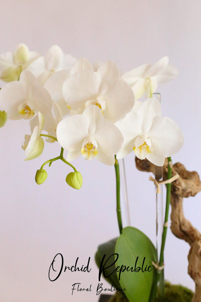 The Apollo Orchids