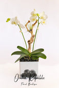 Arleta Orchids