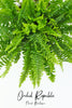 Boston Fern (Nephrolepis exaltata “Bostoniensis”)
