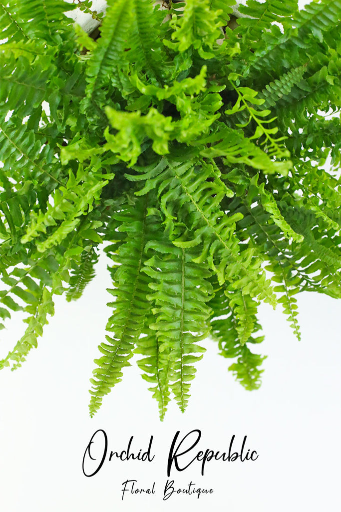 Boston Fern (Nephrolepis exaltata “Bostoniensis”)