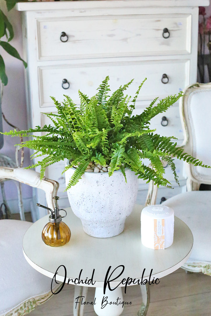 indoor plants boston fern Boston Fern (Nephrolepis exaltata “Bostoniensis”) – Orchid Republic Floral  Boutique