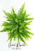 Boston Fern (Nephrolepis exaltata “Bostoniensis”)