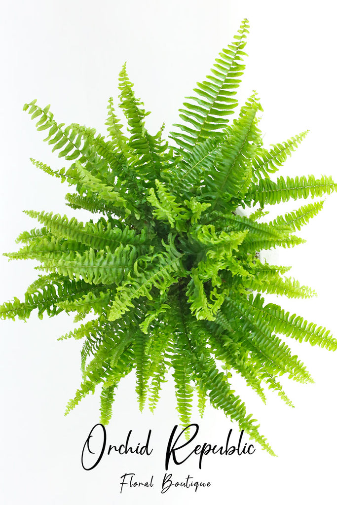 Boston Fern (Nephrolepis exaltata “Bostoniensis”)