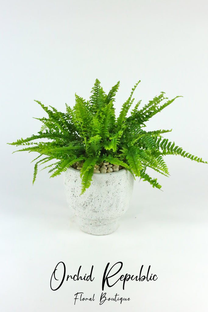 Boston Fern (Nephrolepis exaltata “Bostoniensis”)
