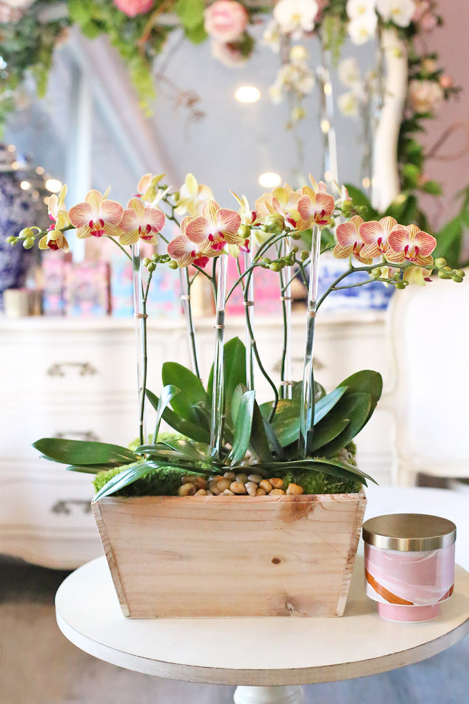 Bright Orchid Sunrise