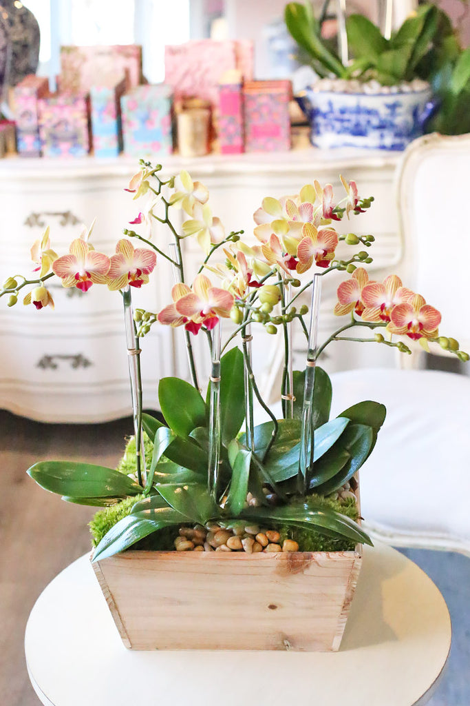 Bright Orchid Sunrise