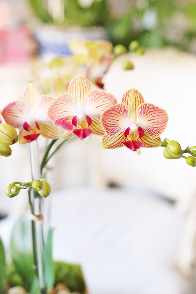 Bright Orchid Sunrise