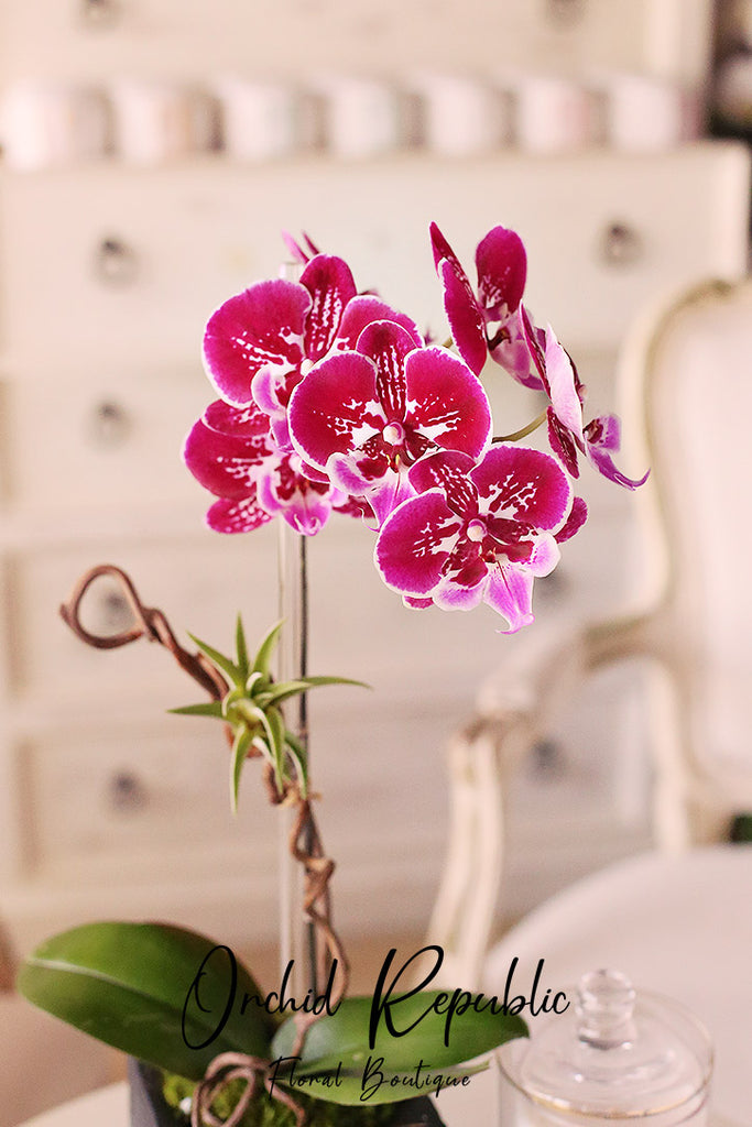 Burbank Baby Orchids