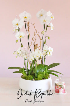 City of Angels Orchids