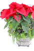 Classic Red Poinsettia