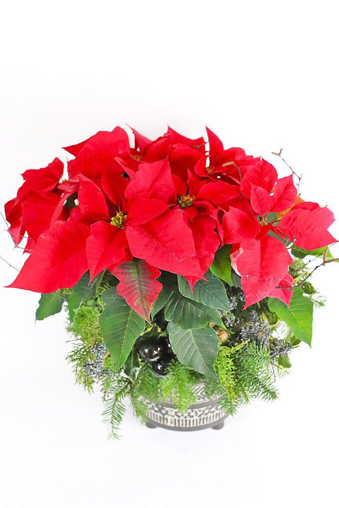 Classic Red Poinsettia