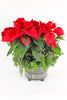 Classic Red Poinsettia