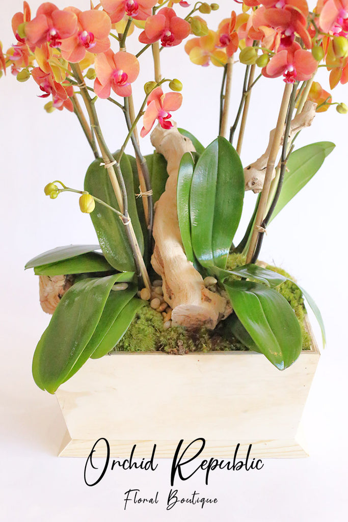 Corona del Mar Orchids