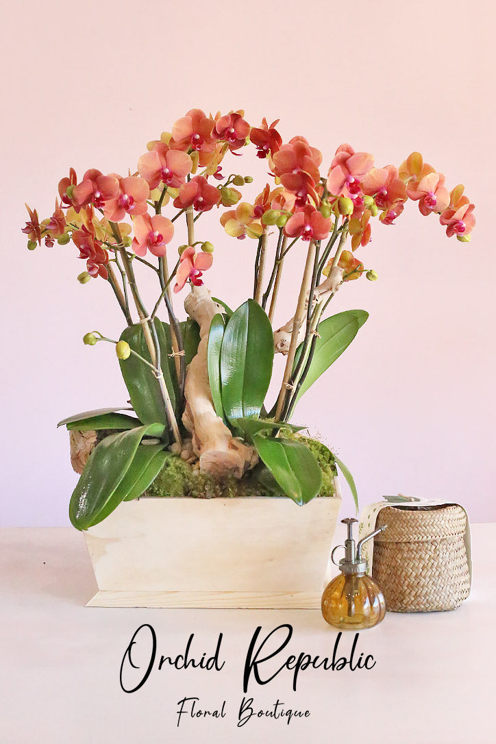 Corona del Mar Orchids