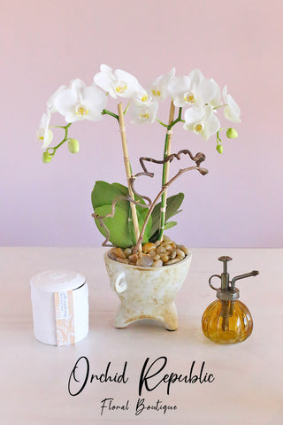 Phalaenopsis Orchid