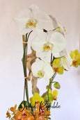 Enchanted Orchid Garden