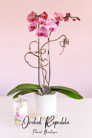PINK ORCHIDS