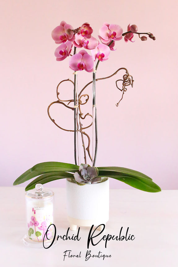 Encino Orchid Love