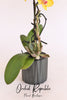 Forever Summer Orchids