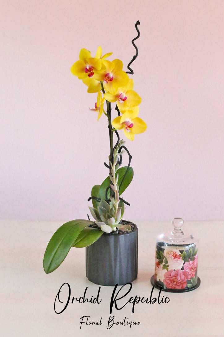 Forever Summer Orchids