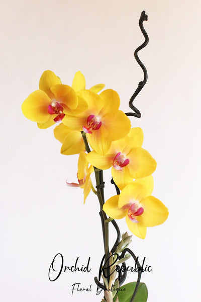 Forever Summer Orchids - Orchid Plant Arrangements Delivery
