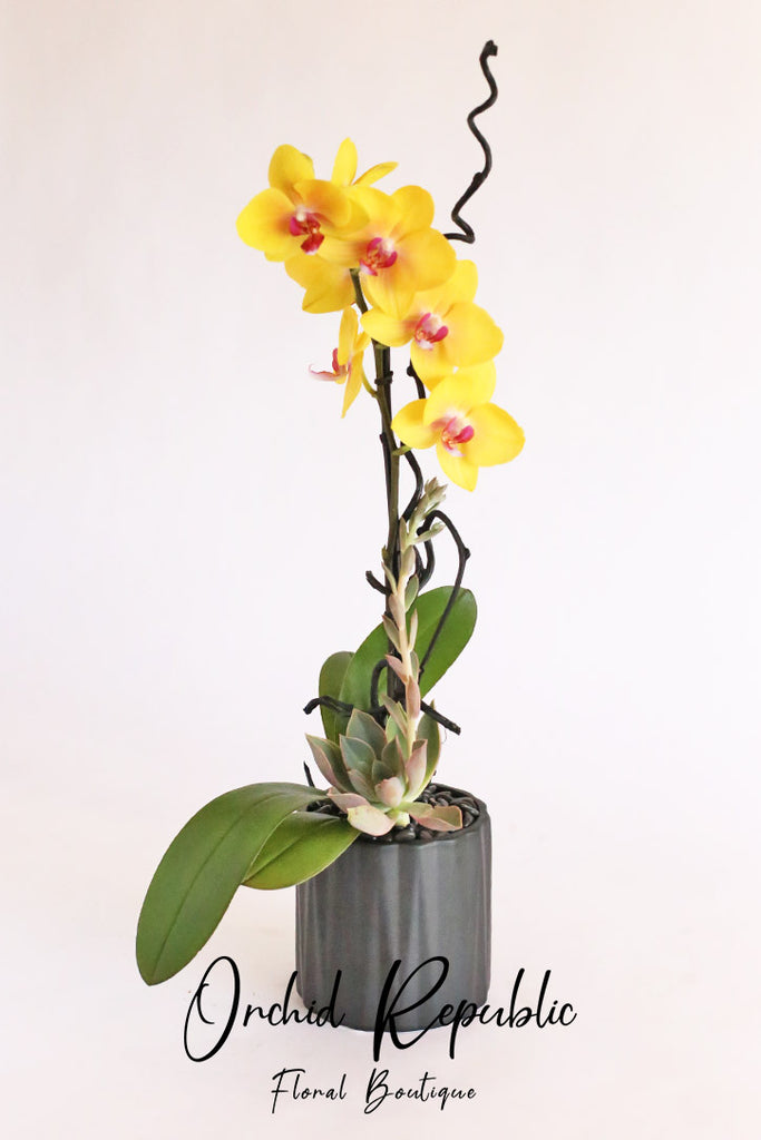 Forever Summer Orchids