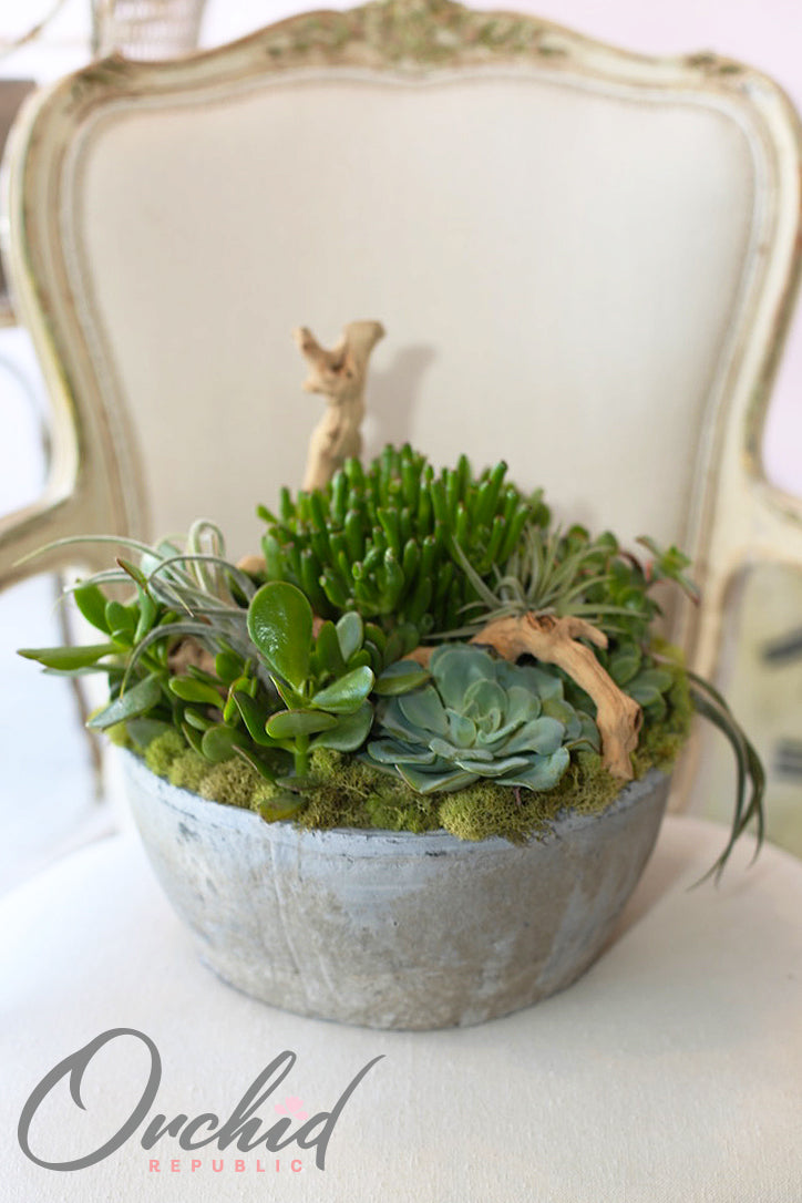 jade & co succulent boutique llc Jade Forest – Orchid Republic Floral Boutique