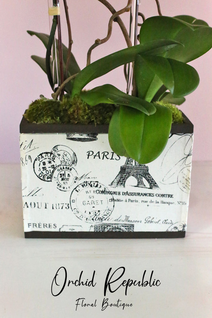 La Parisienne Orchids