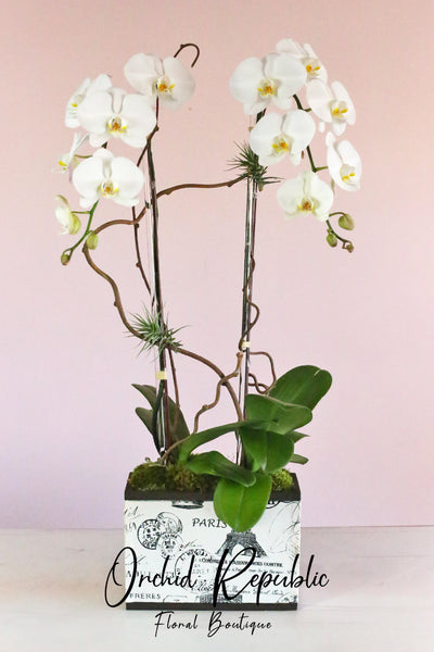 La Parisienne Orchids