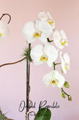 La Parisienne Orchids